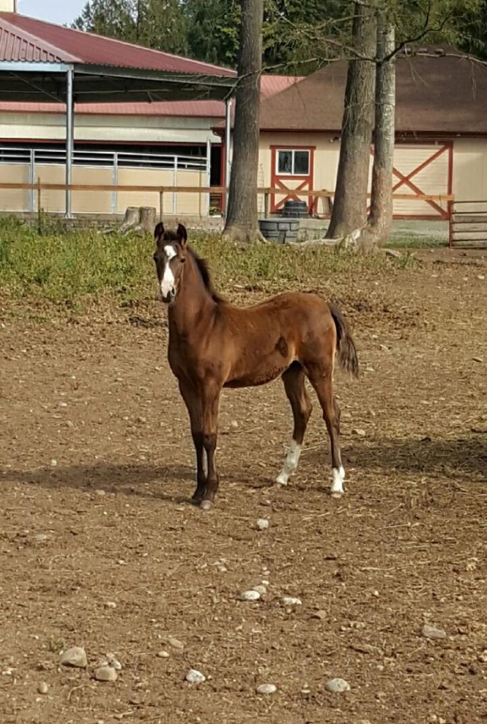 Eros HA Colt