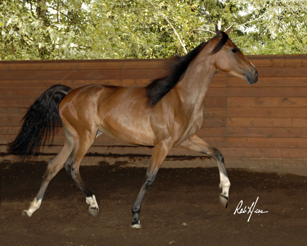 Eros Pure Spring
