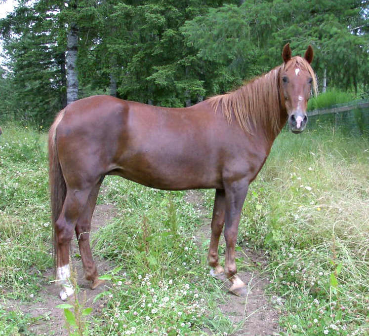 Maple Hill’s Scarlett Rose