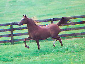 PMC Matabright