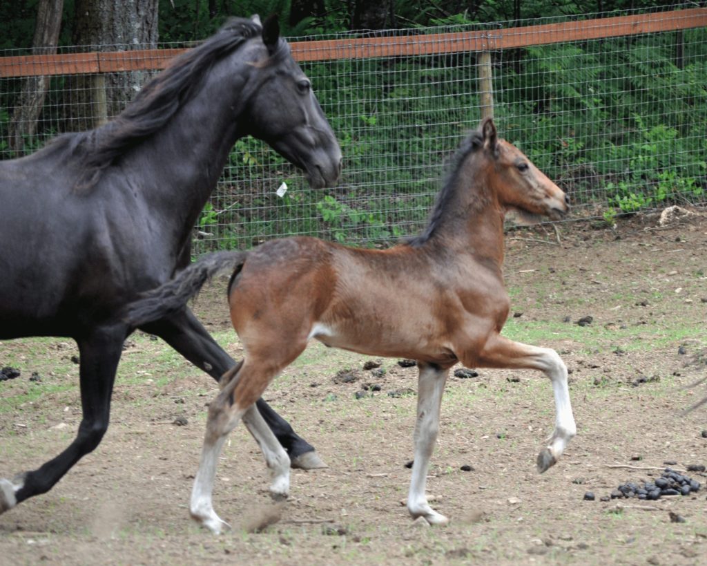 Eros Miss Muriella